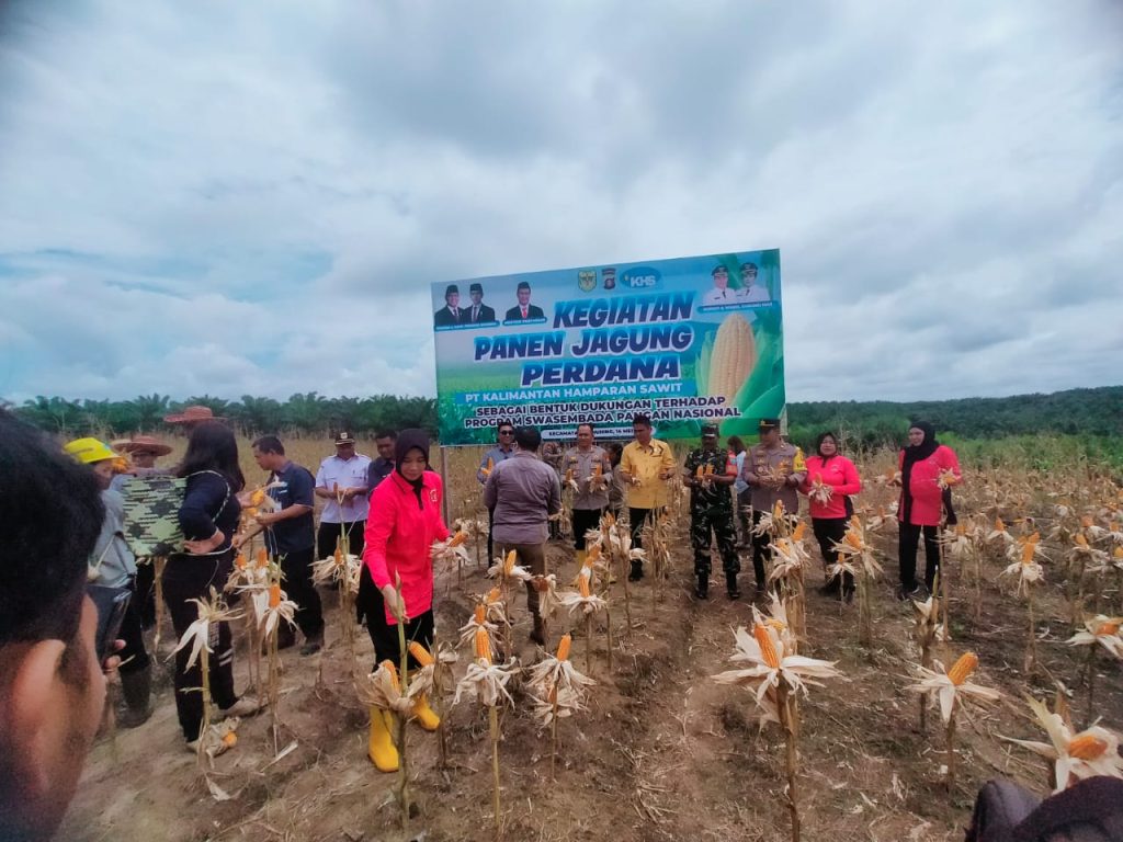 panen jagung hibrida