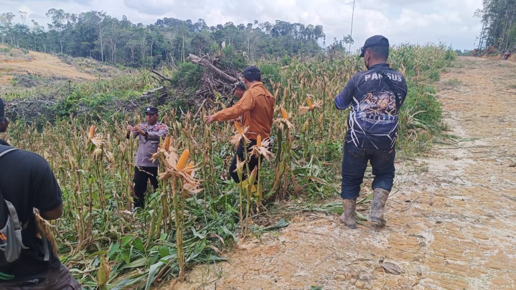 panen jagung 1 ton