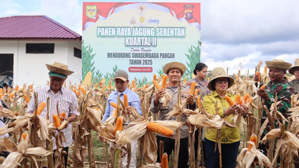 panen raya jagung serentak