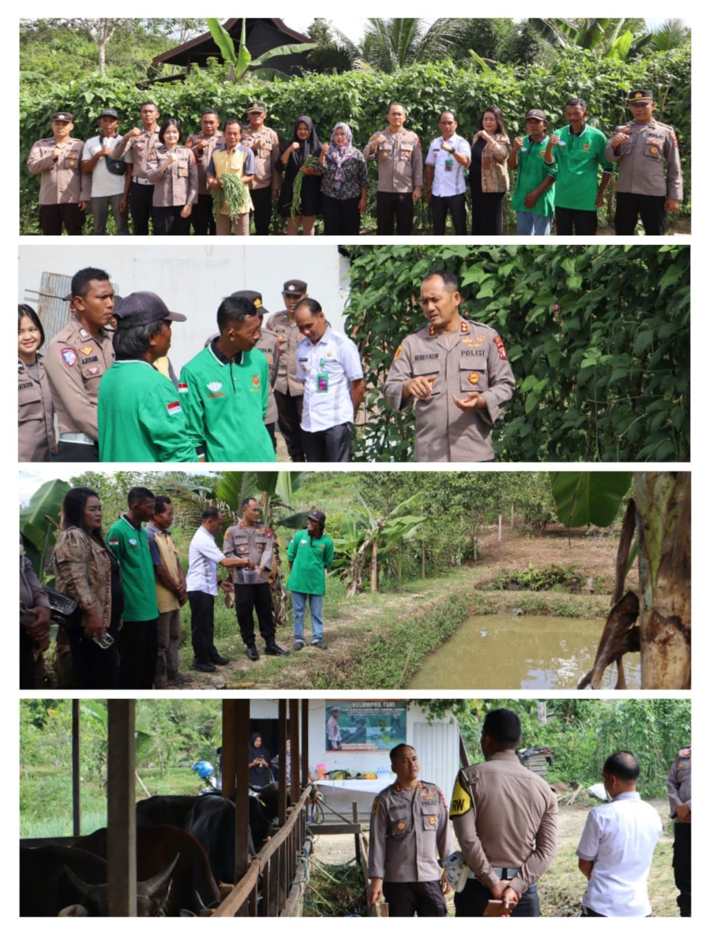 pantau pekarangan bergizi