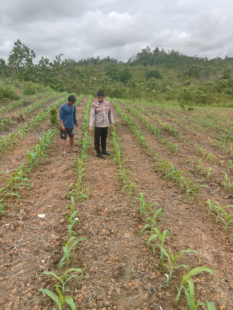 personel polsek kurun cek tanaman jagung