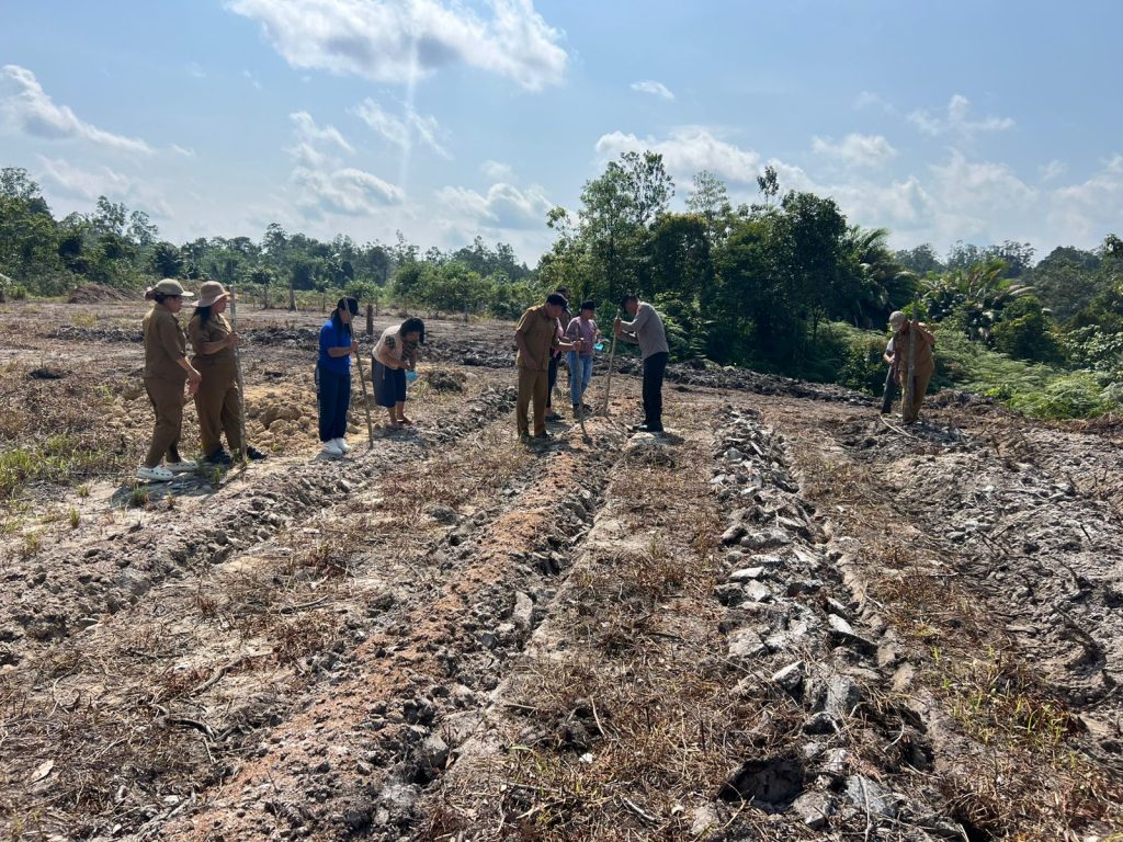 LAHAN JAGUNG KADES DESA TUMBANG
