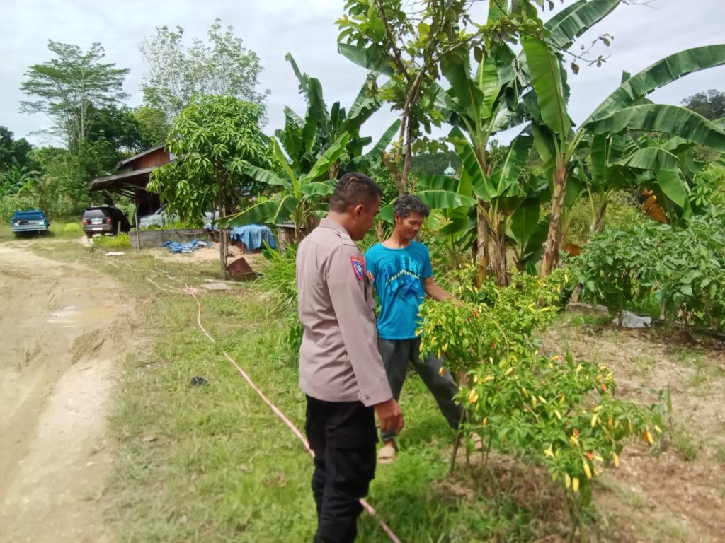 kunjungan ke pekarangan bergizi desa teluk nyatu