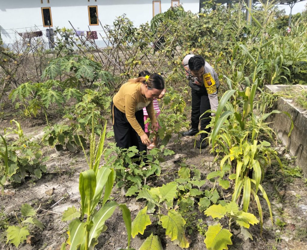 panytau pekarangan bergizi warga polsek sepang