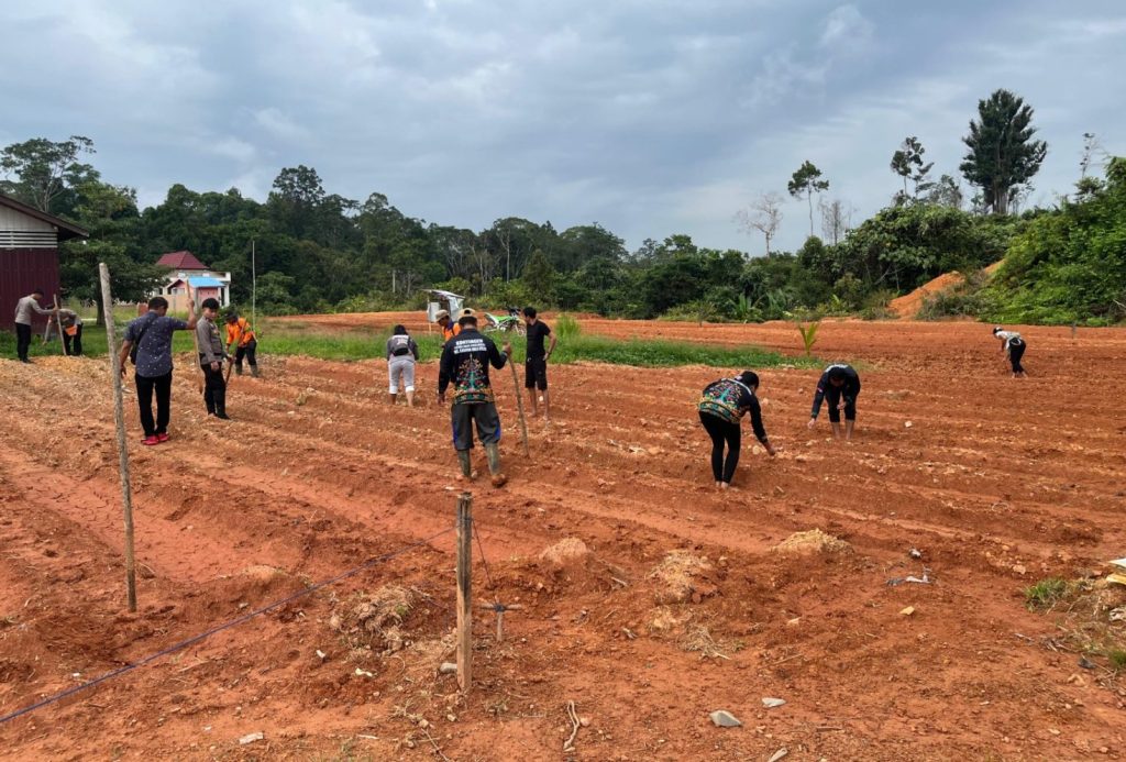 penanaman jagung di kahut