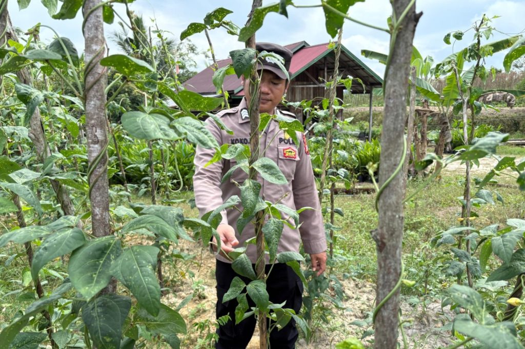pesonel sedang mengecek kebun