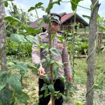 Polres Gumas Gencarkan Program “Pekarangan Bergizi”, Polisi Aktif Dampingi Warga Tanam Sayur