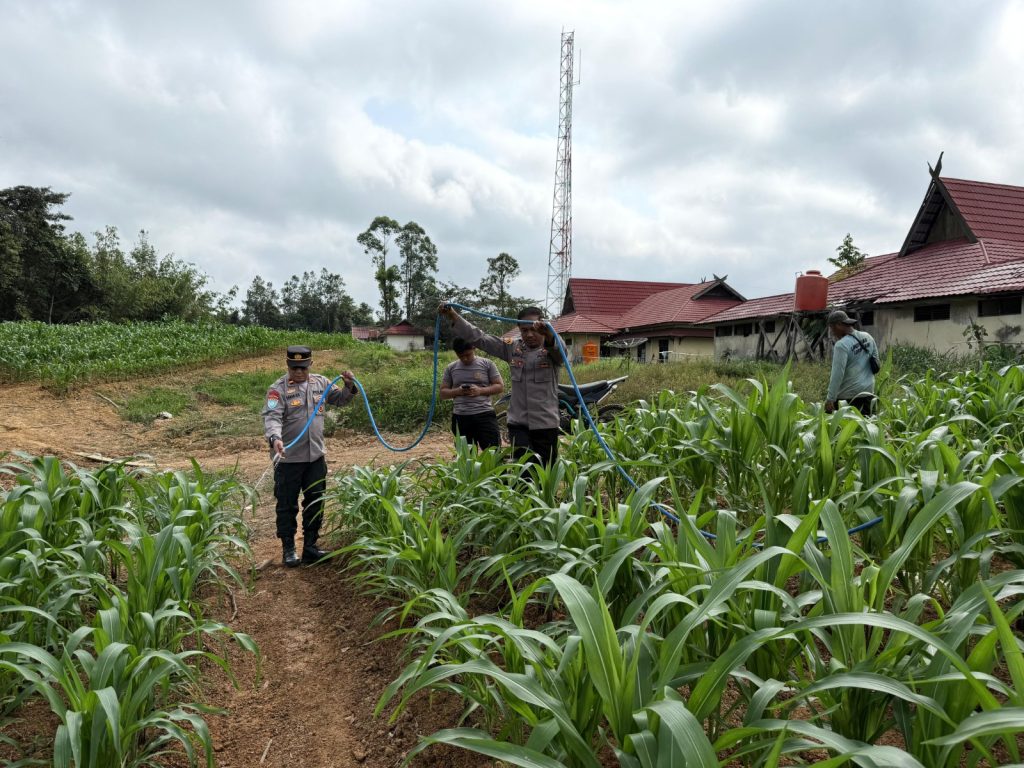 polisi siram tanaman jagung