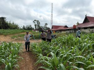 polisi siram tanaman jagung