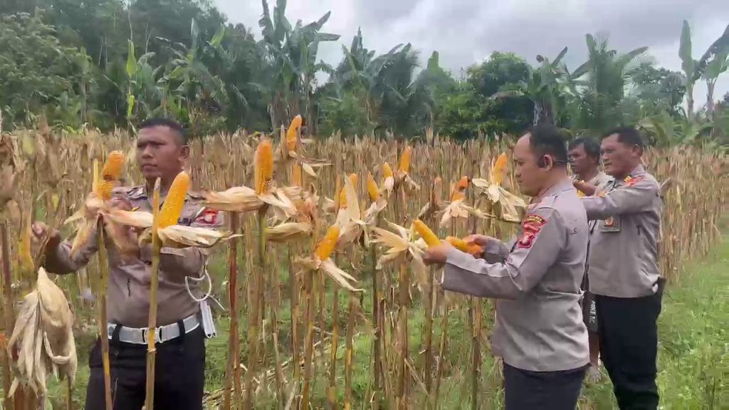 kapolres pimpin panen jagung di lahan binaan