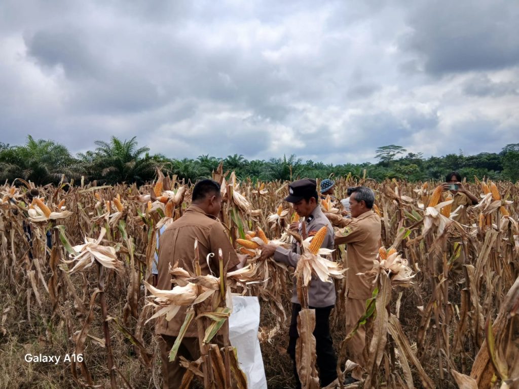 panen 2 ton jagung