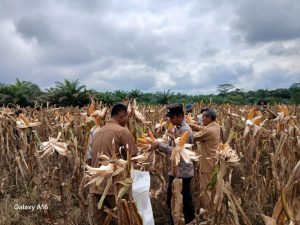 panen 2 ton jagung