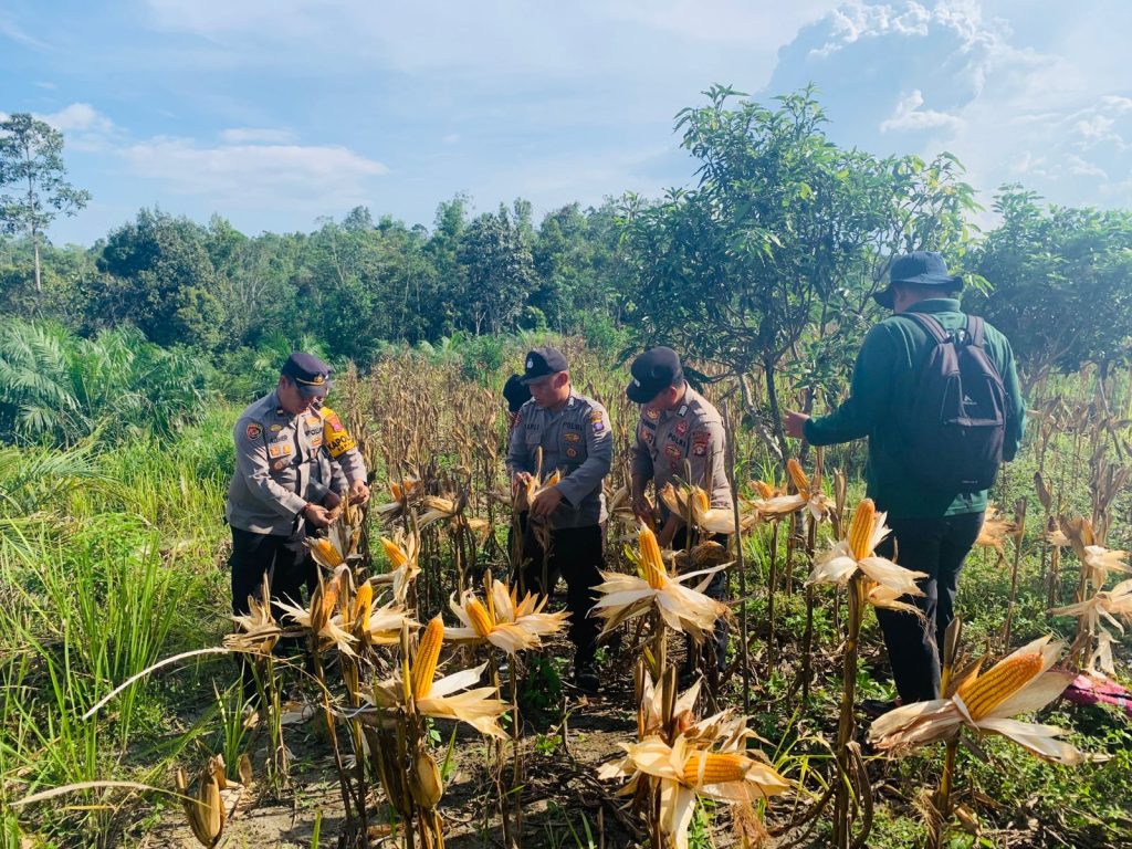 panen jagung lahan binaan polsek sepang