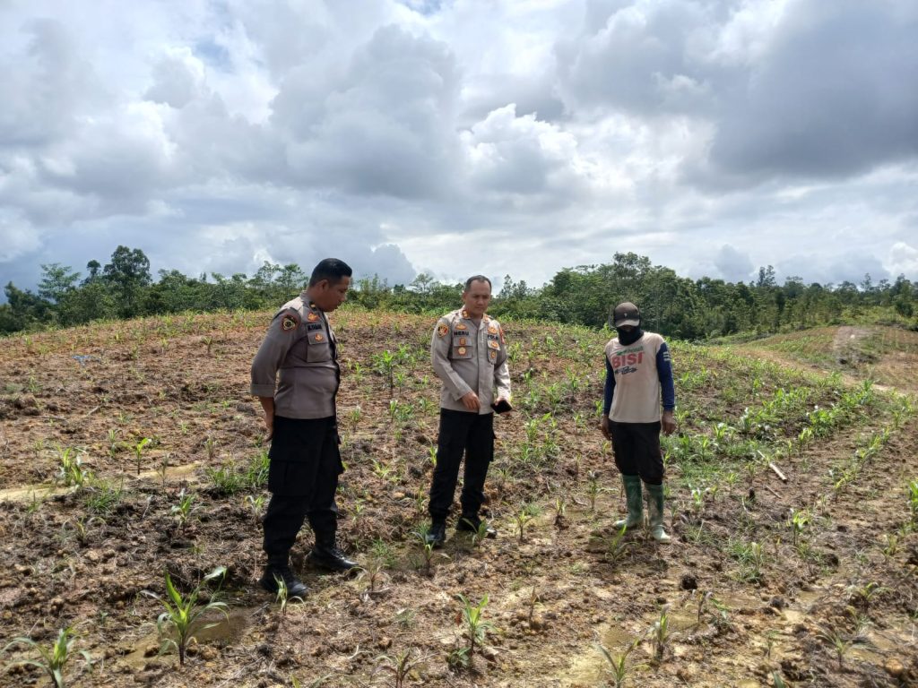 KAPOLRES TINJAU LAHAN JAGUNG DI HALAMAN MAKO