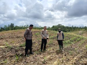KAPOLRES TINJAU LAHAN JAGUNG DI HALAMAN MAKO