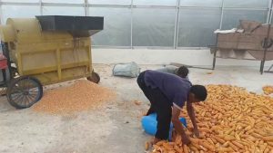 OLAH 2 TON JAGUNG