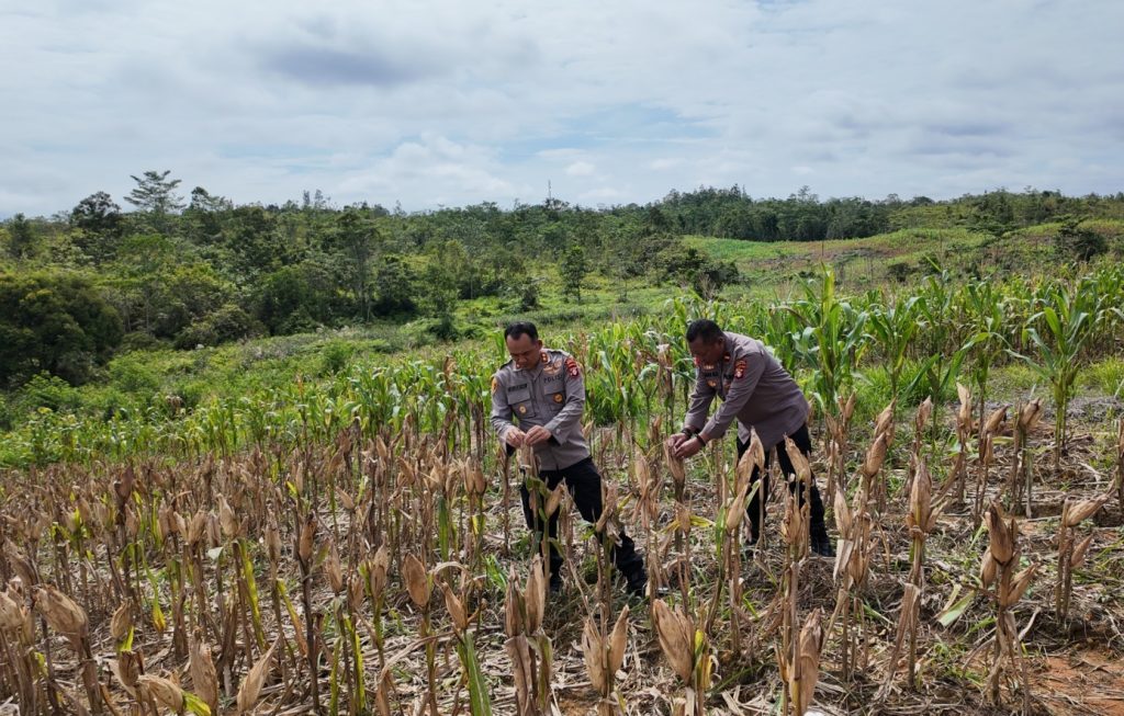 JELANG PANEN KAPOLRES CEK JAGUNG HIBRIDA