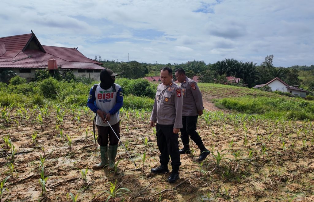Kapolres Gumas Tinjau Pertumbuhan Jagung di Lahan 1 Hektar