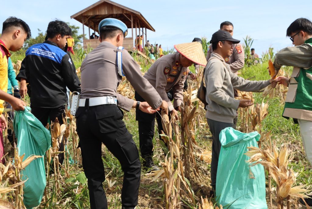 Polres Panen Raya Jagung 1 Hektar