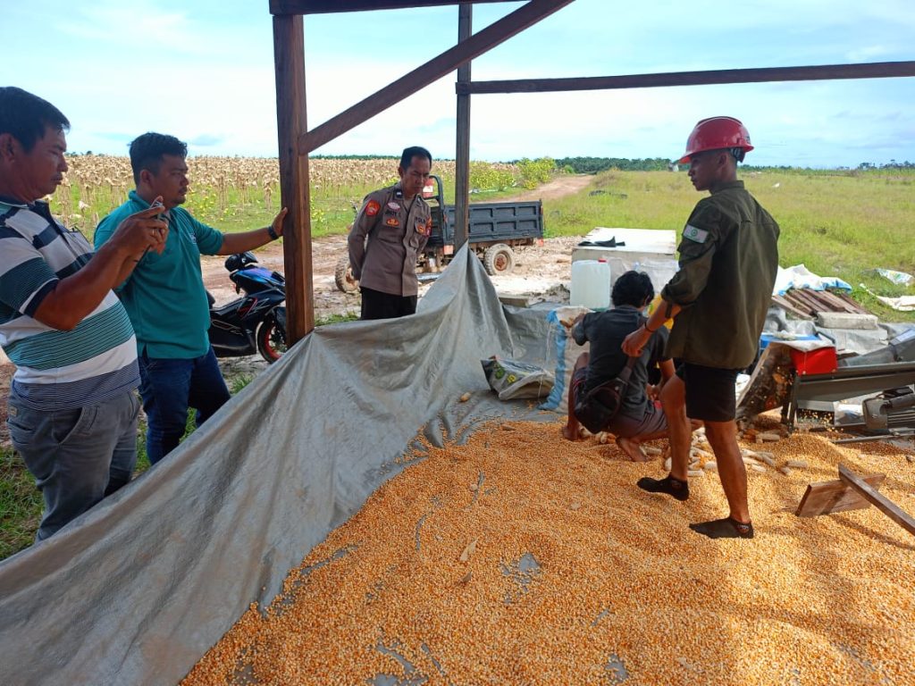 Polsek Manuhing Pantau Pengolahan 4 Ton Jagung