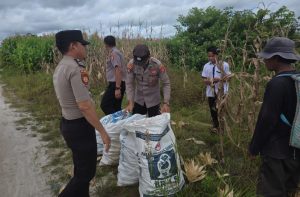 Polsek Kurun Panen 2 Ton Jagung di Lahan Tanjung Riu