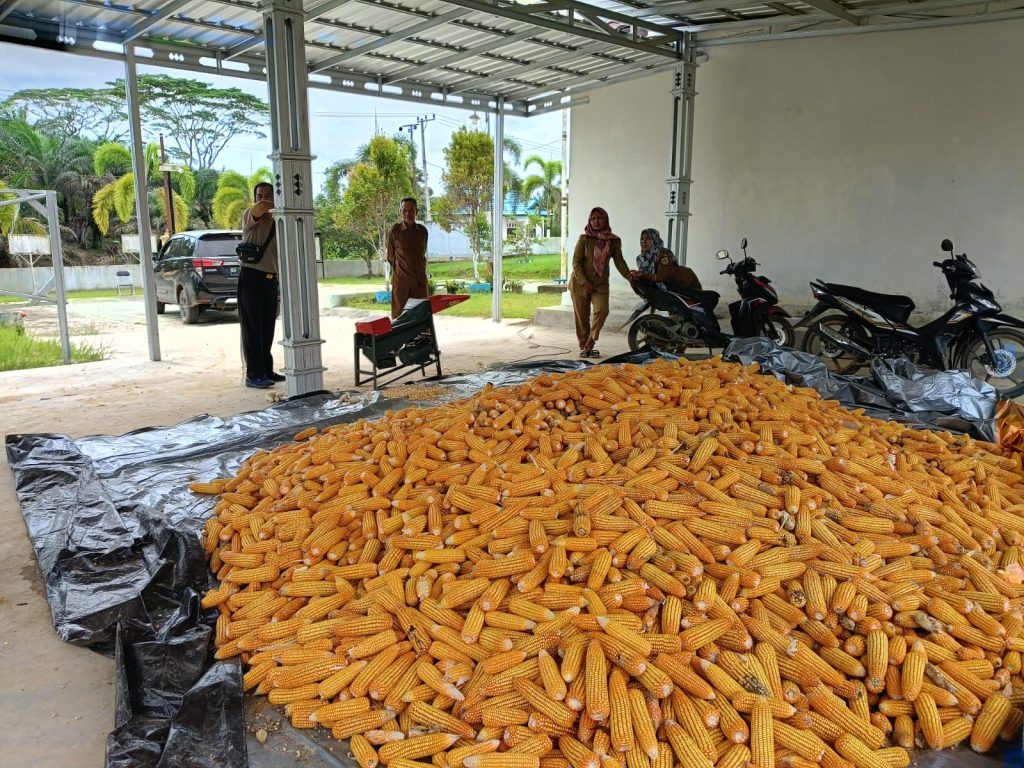 1,5 Ton Jagung Binaan Polsek Manuhing Masuki Tahap Pemipilan