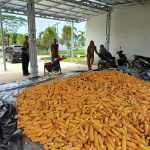 Polsek Manuhing Dampingi Petani Kelola Hasil Panen Jagung di Bangun Sari