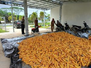 1,5 Ton Jagung Binaan Polsek Manuhing Masuki Tahap Pemipilan