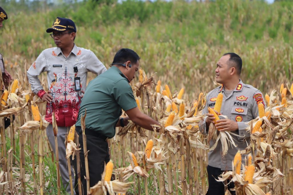 Panen Raya Jagung Serentak Bersama Kapolri