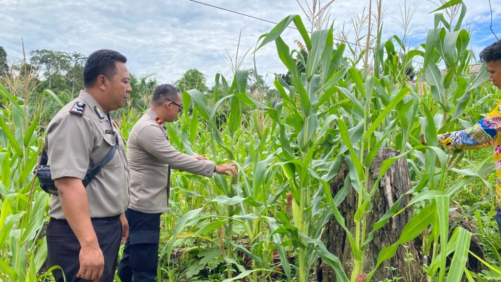 Pastikan Pertumbuhan Jagung Hibrida Tumbang Langgah Maksimal