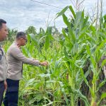 Polsek Rungan Pantau Tanaman Jagung Warga di Desa Tumbang Langgah