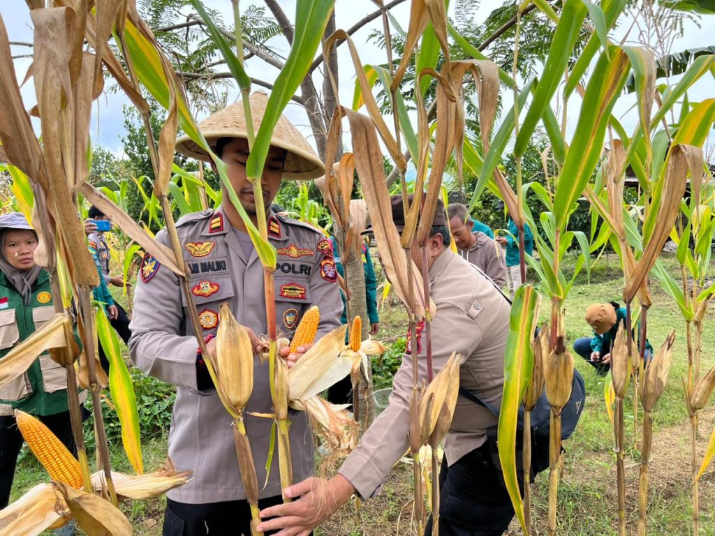Polsek Tewah Gelar Panen Raya Jagung Program Asta Cita