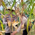 Polsek Tewah Gelar Panen Jagung di Lahan Warga Binaan