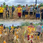 Polsek Manuhing Panen 2,5 Ton Jagung Hibrida di Desa Belawan Mulia