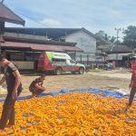 Polsek Rungan Jemur Hasil Panen Jagung, Dukung Pengolahan Pascapanen