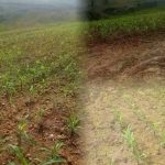 Polres Gunung Mas Kembangkan Lahan Jagung Dua Hektare, Dukung Ketahanan Pangan Nasional