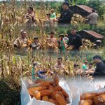 Polsek Kurun Dampingi Panen Jagung Poktan Saribumi, Perkuat Ketahanan Pangan Lokal